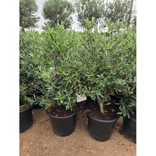 Olea arbustivo 10 lt